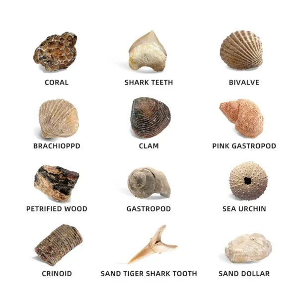 I Dig Fossils - Image 2