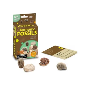 AUTHENTIC FOSSILS