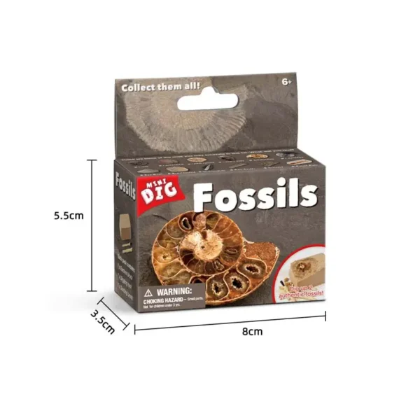 Fossils - Image 4