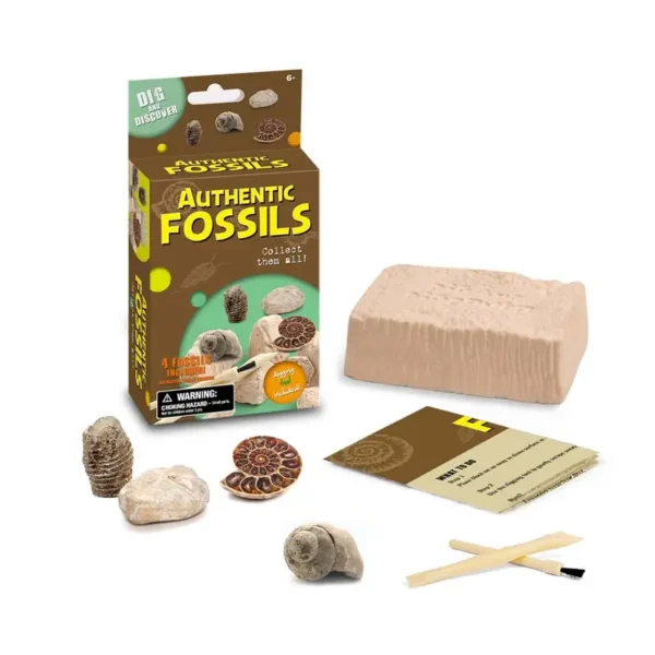 AUTHENTIC FOSSILS - Image 2