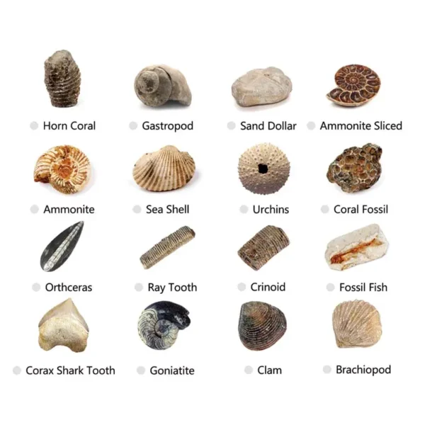 AUTHENTIC FOSSILS - Image 3