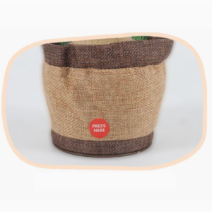 Bailarin Dancing Cactus Toy 3